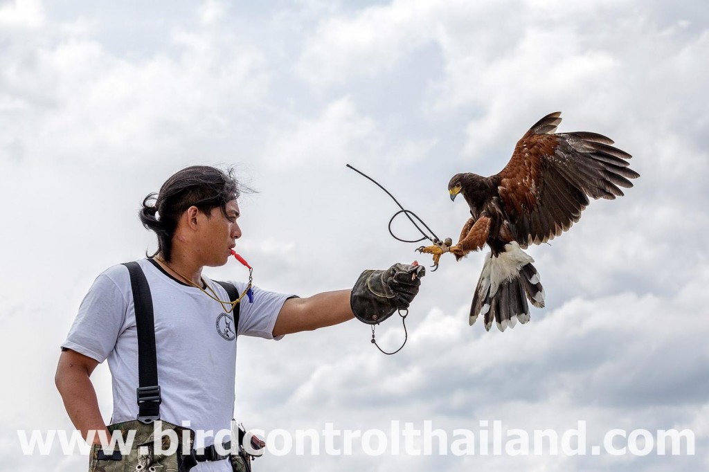 birdcontrolthailand