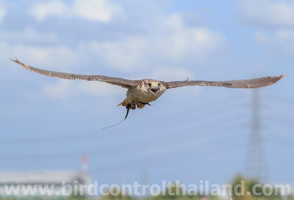 birdcontrolthailand-2