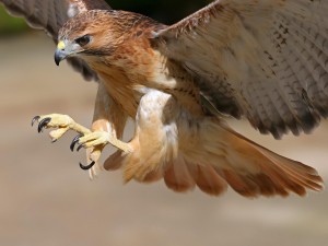 Bird Control นำเข้าเหยี่ยวสายพันธุ์ชั้นนำฝึกฝนใช้งานได้อย่างมีประสิทธิภาพ