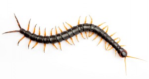 centipede