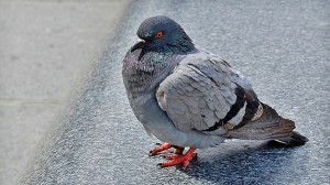 pigeon_3