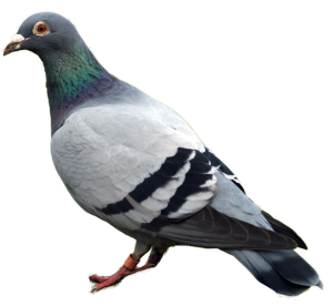 pigeon_6
