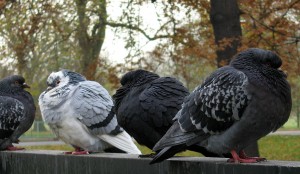 pigeon_8