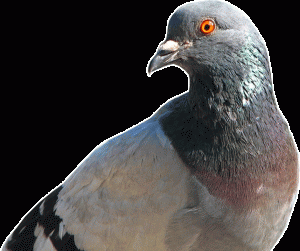 pigeon_9