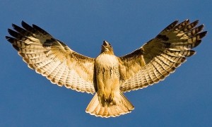 Hawk_3