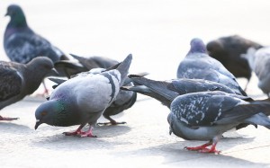 pigeon_4